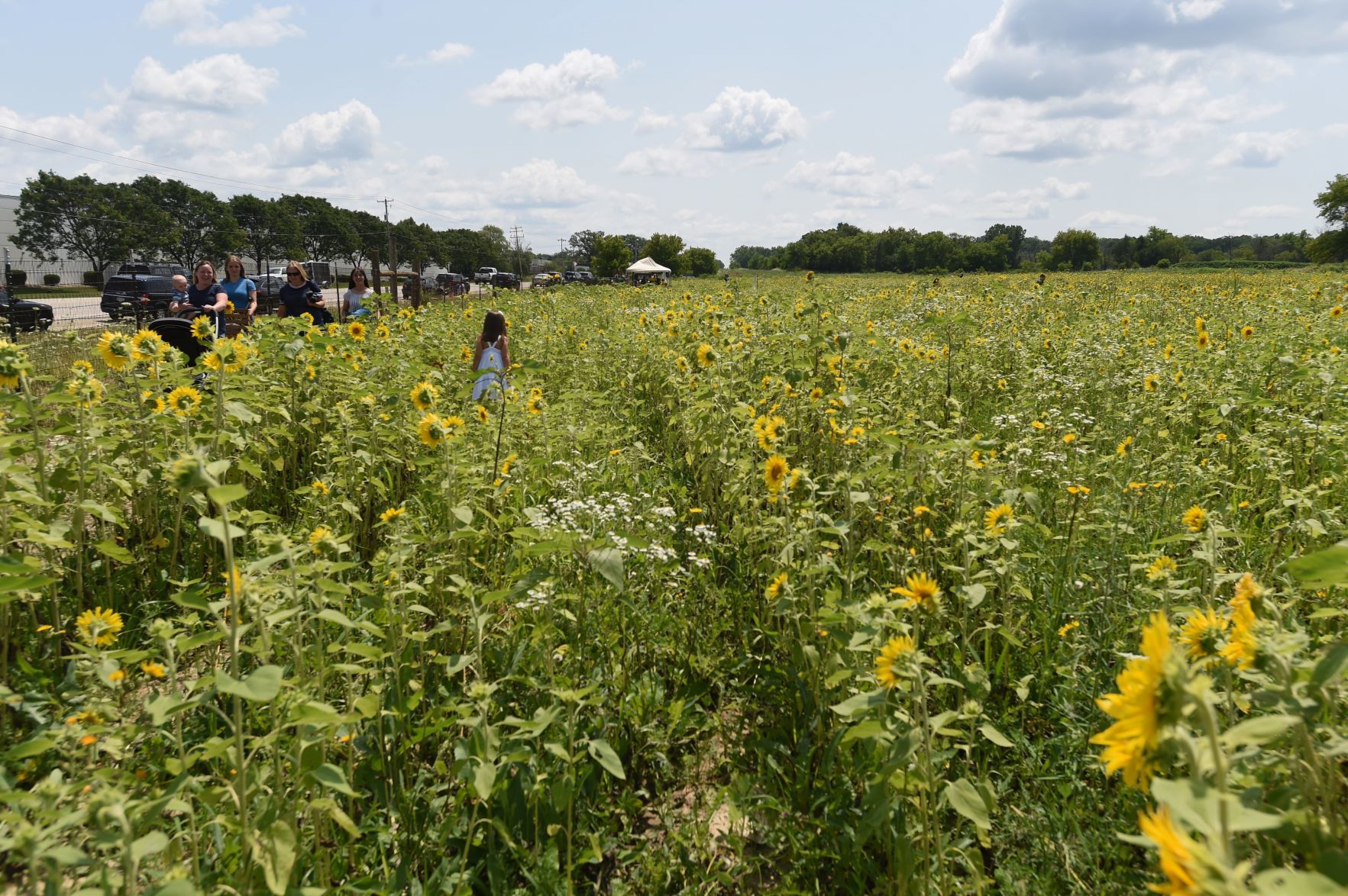 Field